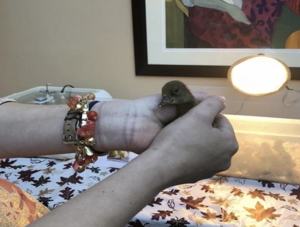 a person in a long-term care facility holding a duckling